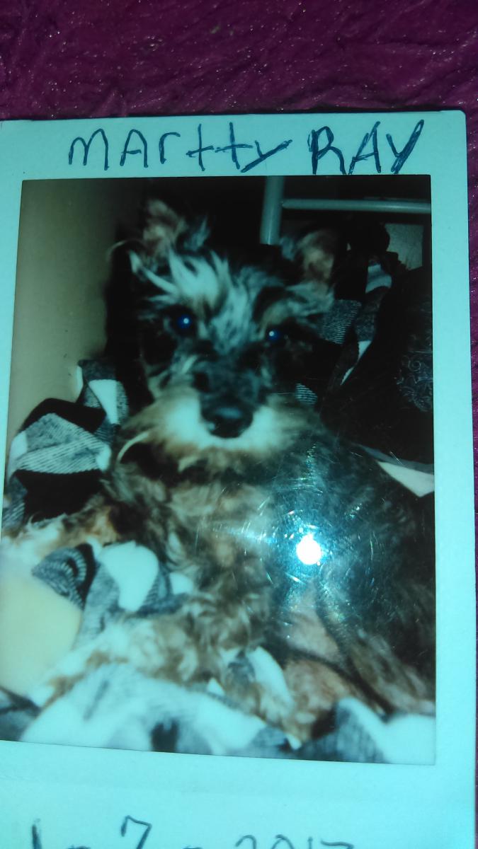 Image of Martty ray, Lost Dog