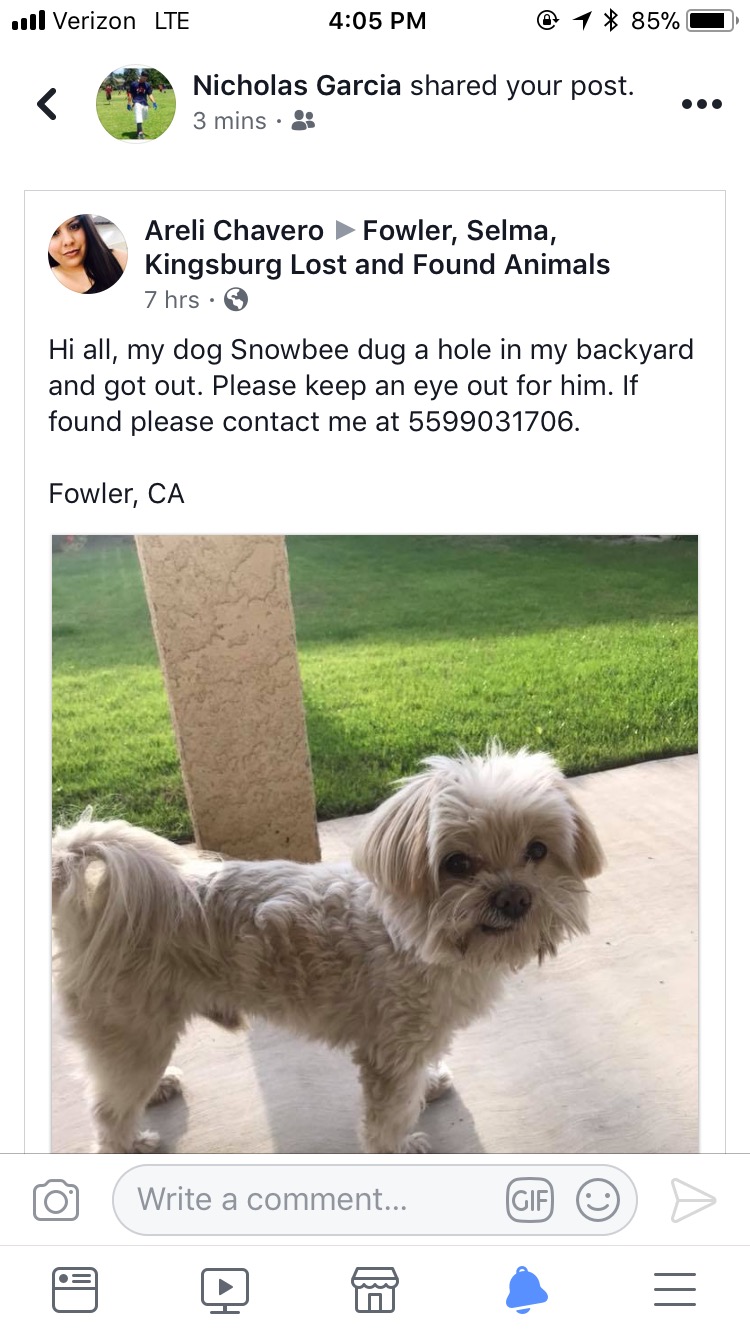 Image of Snowbee, Lost Dog