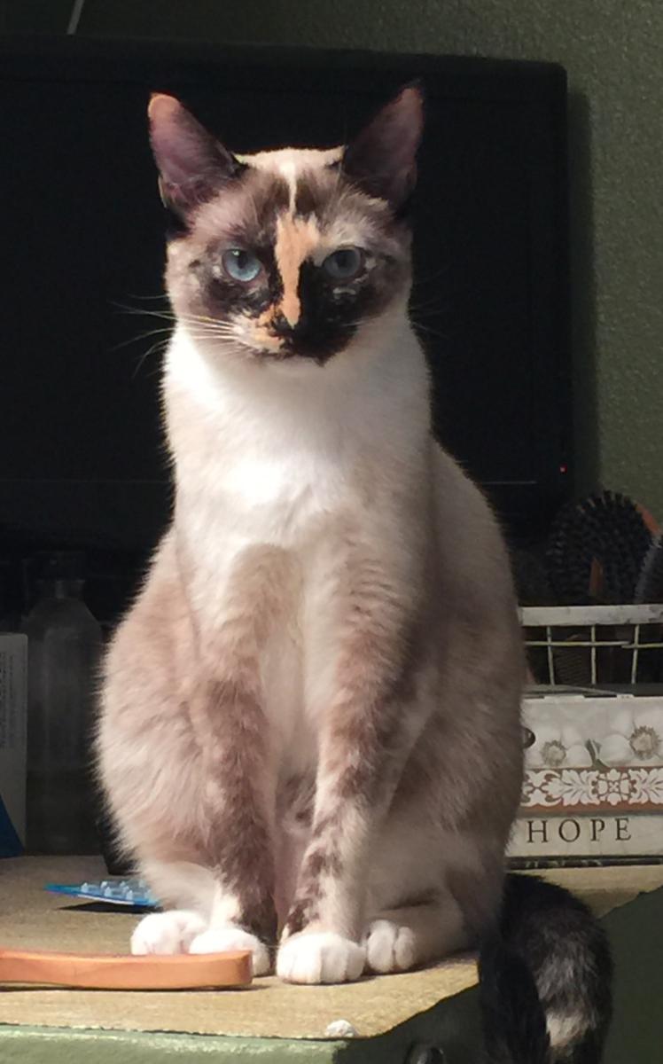 Image of Kayleigh, Lost Cat
