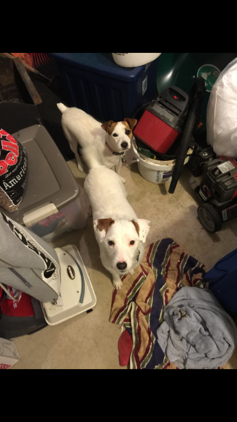 Image of Cooper and Bailey, Lost Dog
