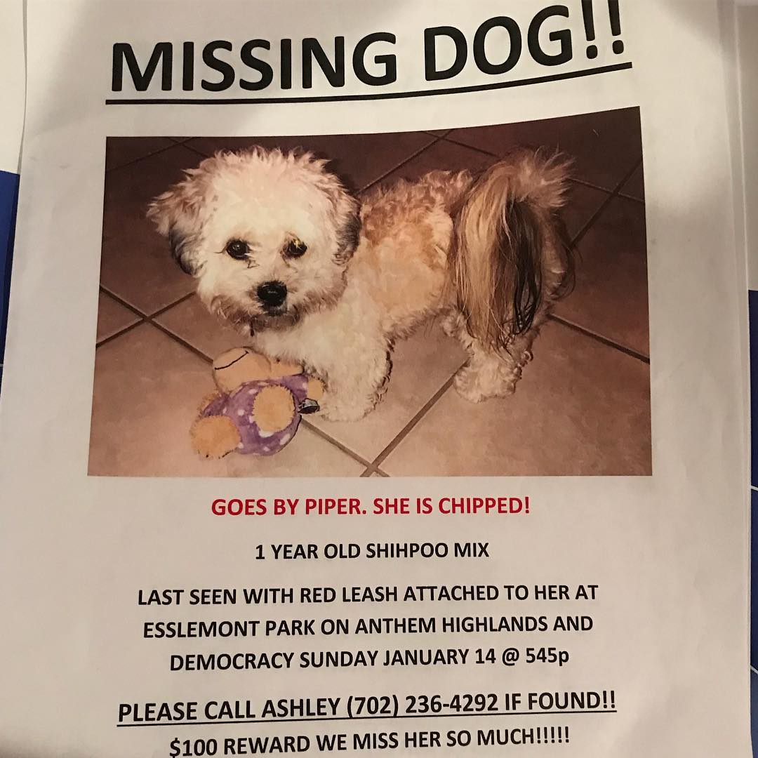 Image of Piper, Lost Dog