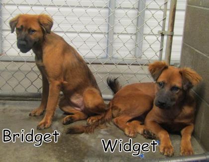 Image of Widget, Lost Dog