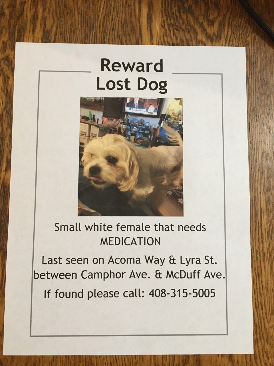 Image of HOLLY, Lost Dog