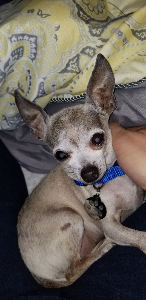 Image of Poncho, Lost Dog