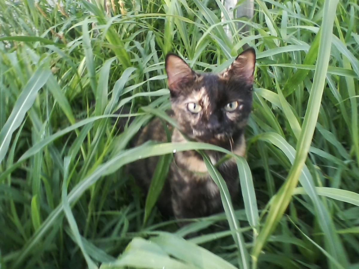 Image of Kitty wittie, Lost Cat