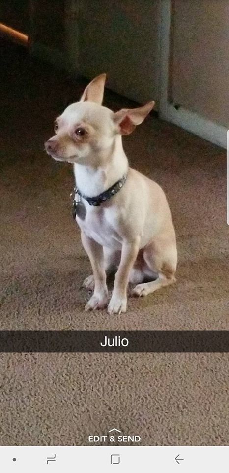 Image of Julio, Lost Dog