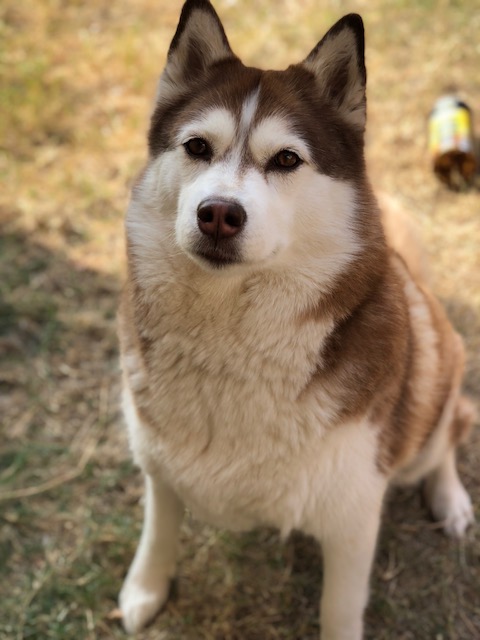 Image of Aryah, Lost Dog