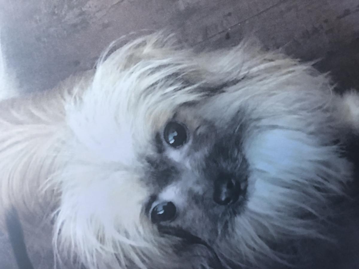 Image of Pettie, Lost Dog