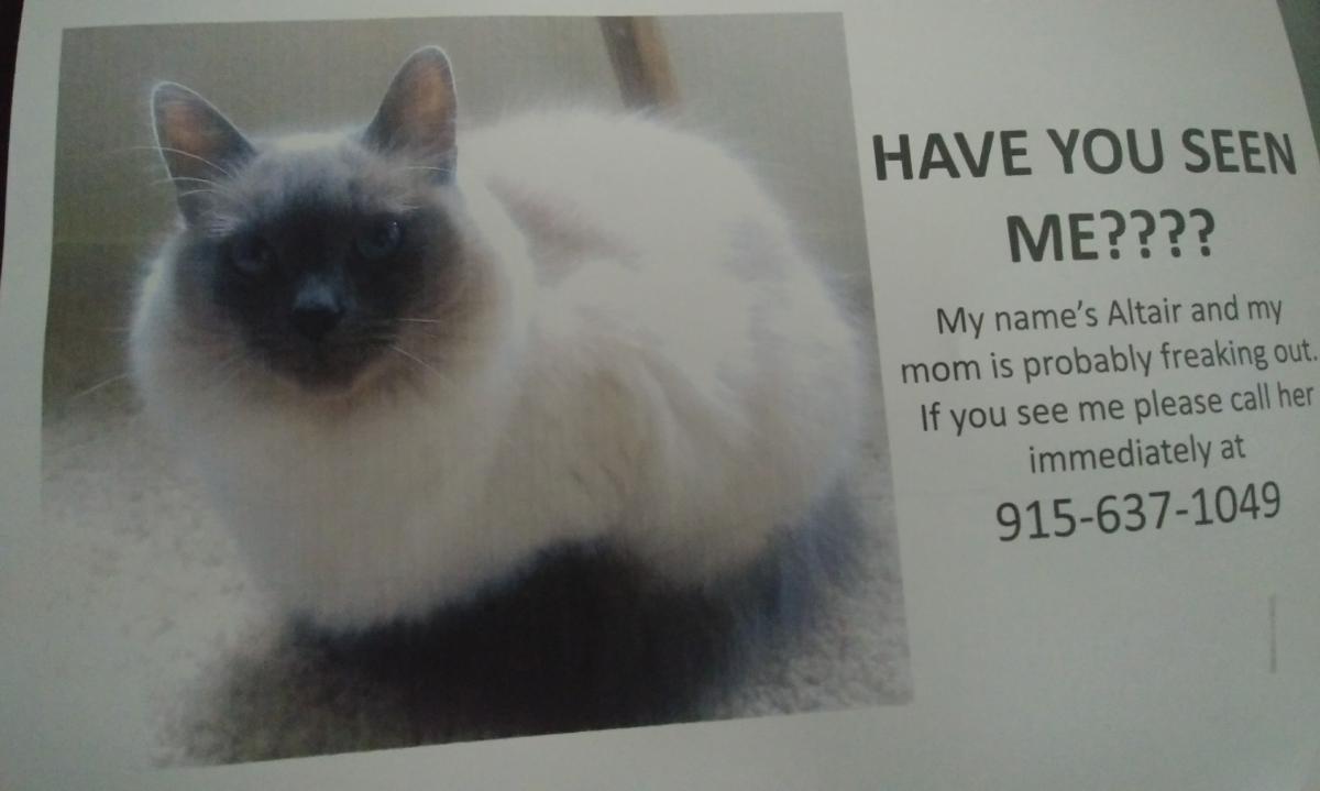 Image of Altair, Lost Cat