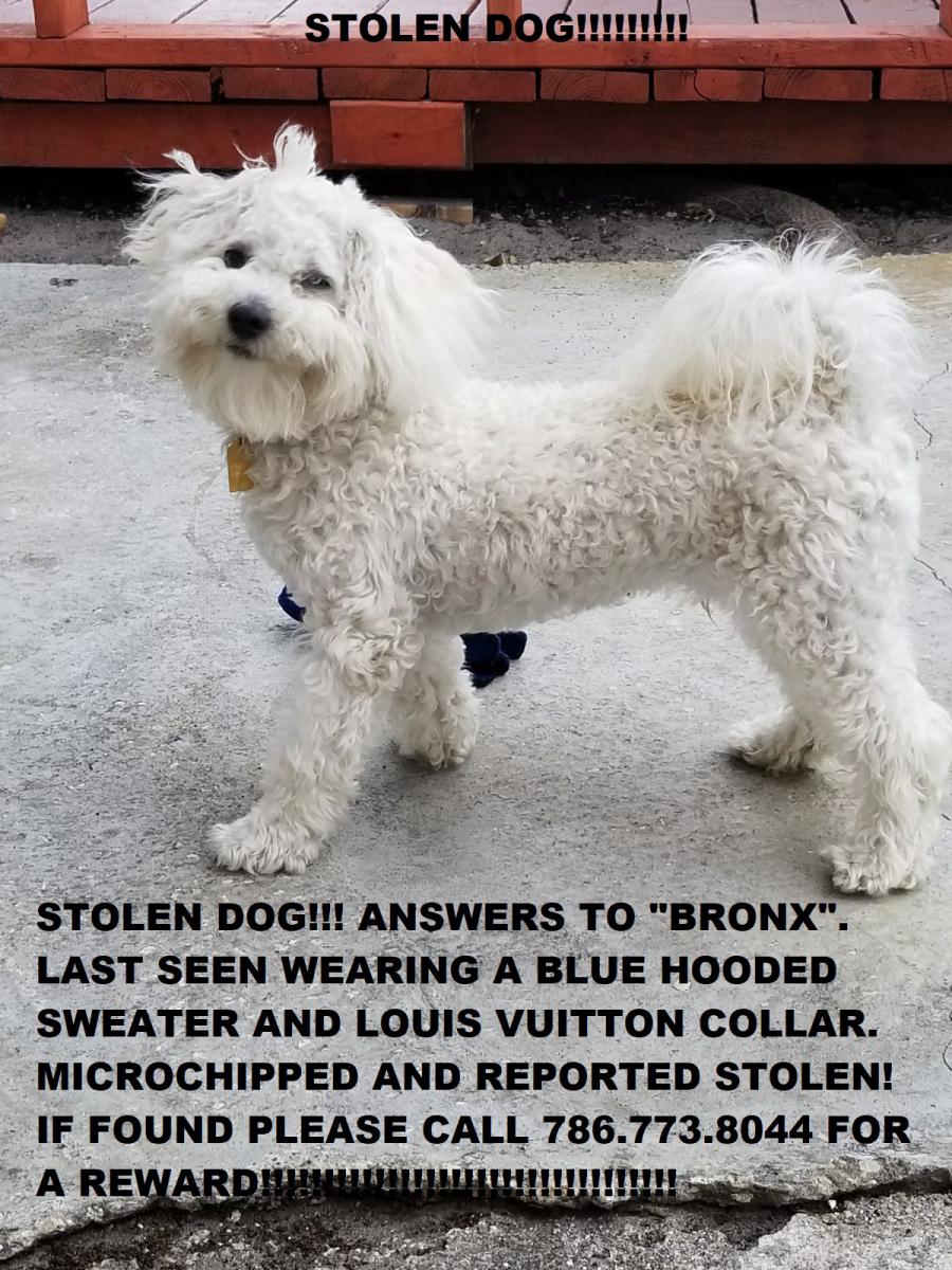 Image of Bronx, Lost Dog