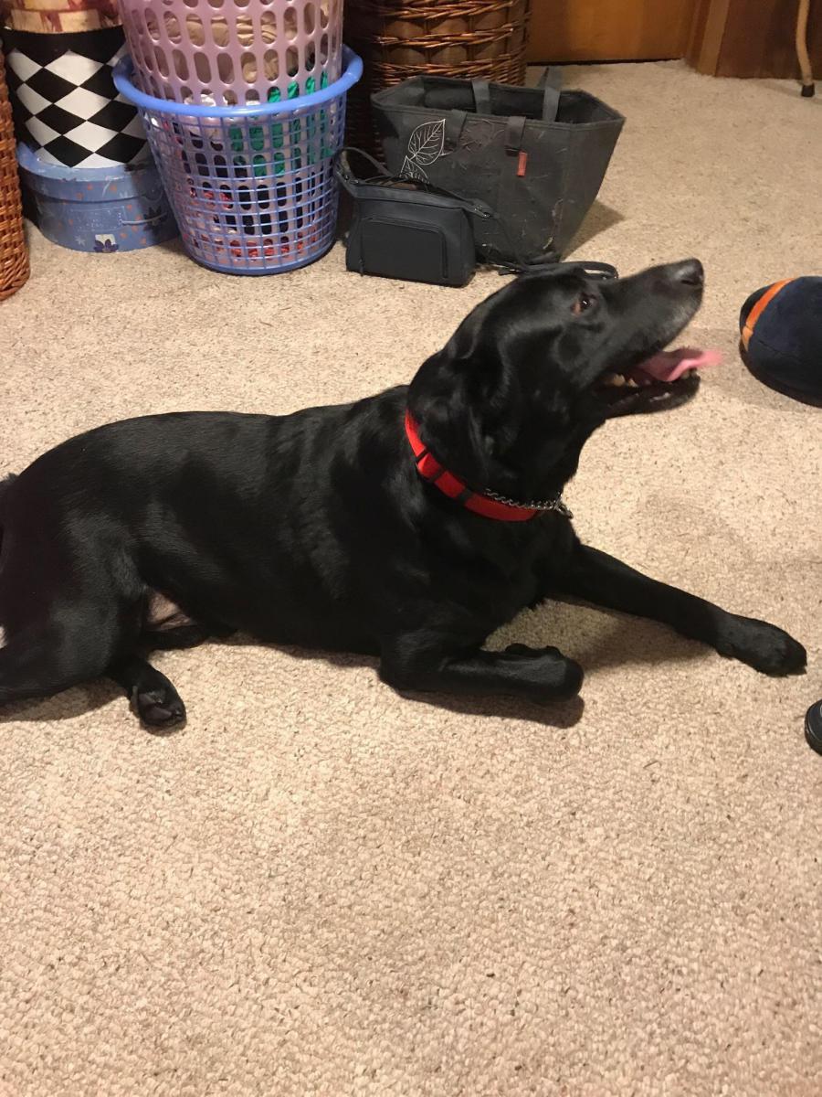 Image of Labrador retriever, Found Dog