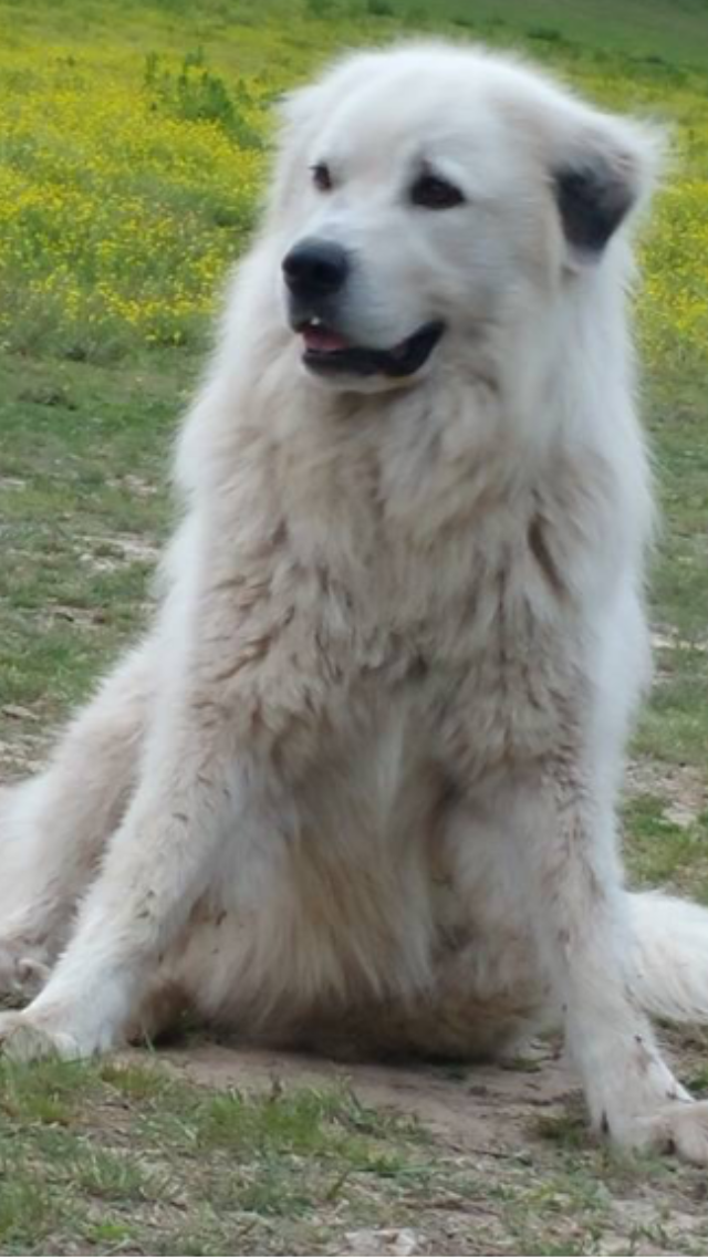 Image of White Dog, Lost Dog