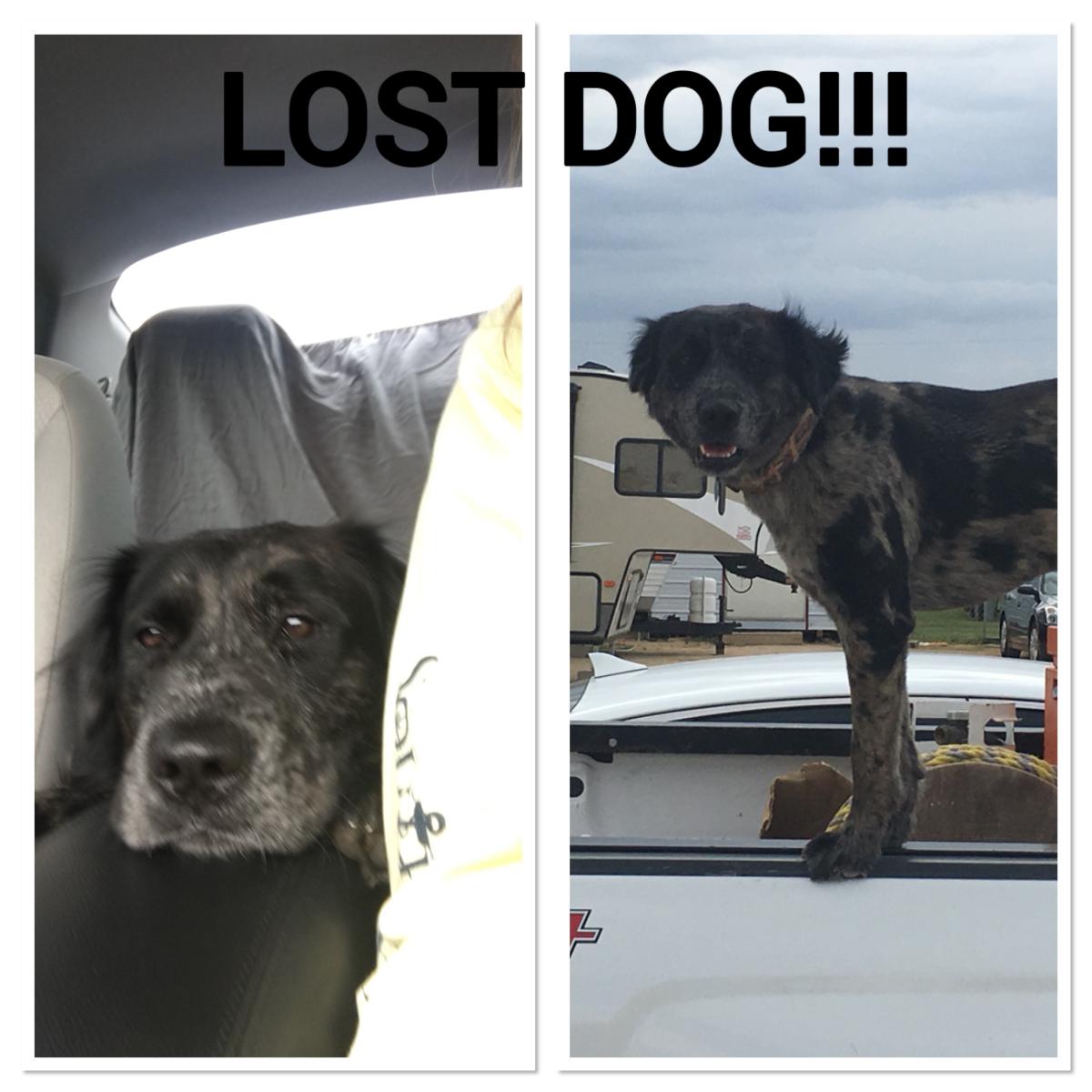Image of Chevy, Lost Dog