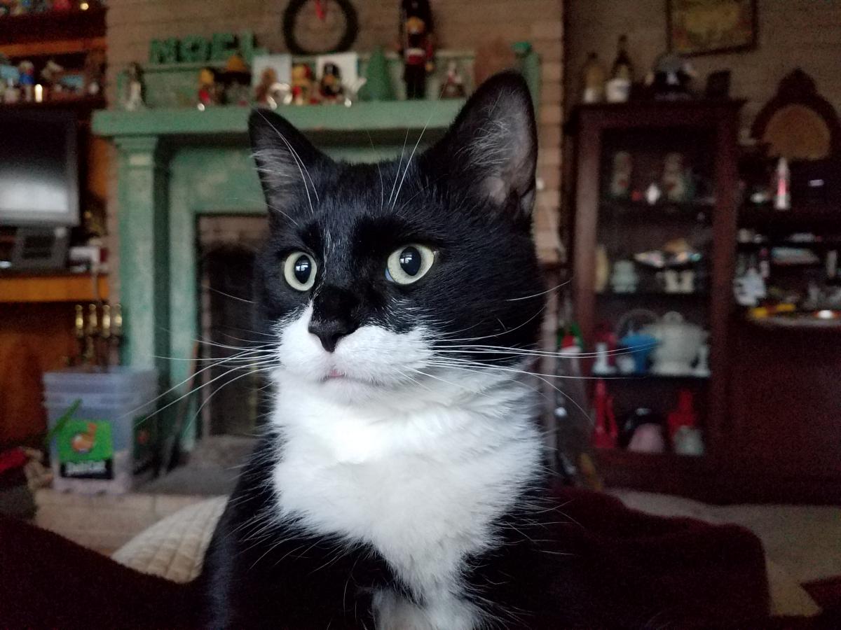 Image of Felix, Lost Cat
