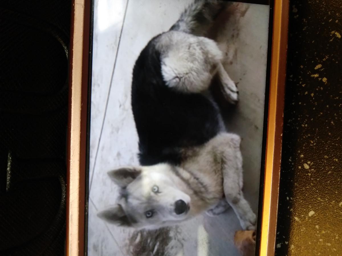 Image of Chasse, Lost Dog