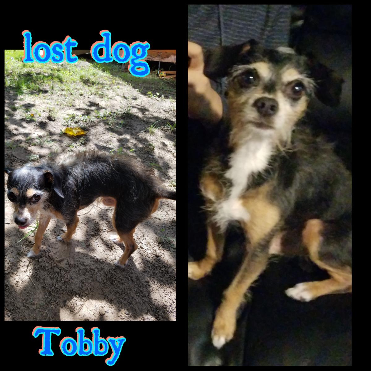 Image of Tobby, Lost Dog