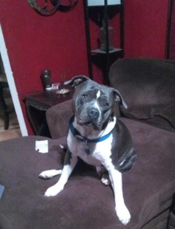 Image of Azul, aka fat boy, Lost Dog