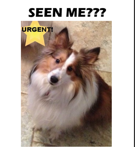 Image of Ruby, Lost Dog