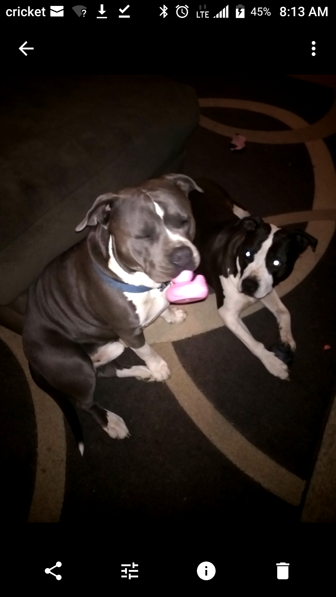 Image of Luna and Azul, Lost Dog