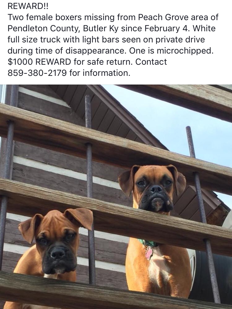 Image of Gracie and Lacy, Lost Dog