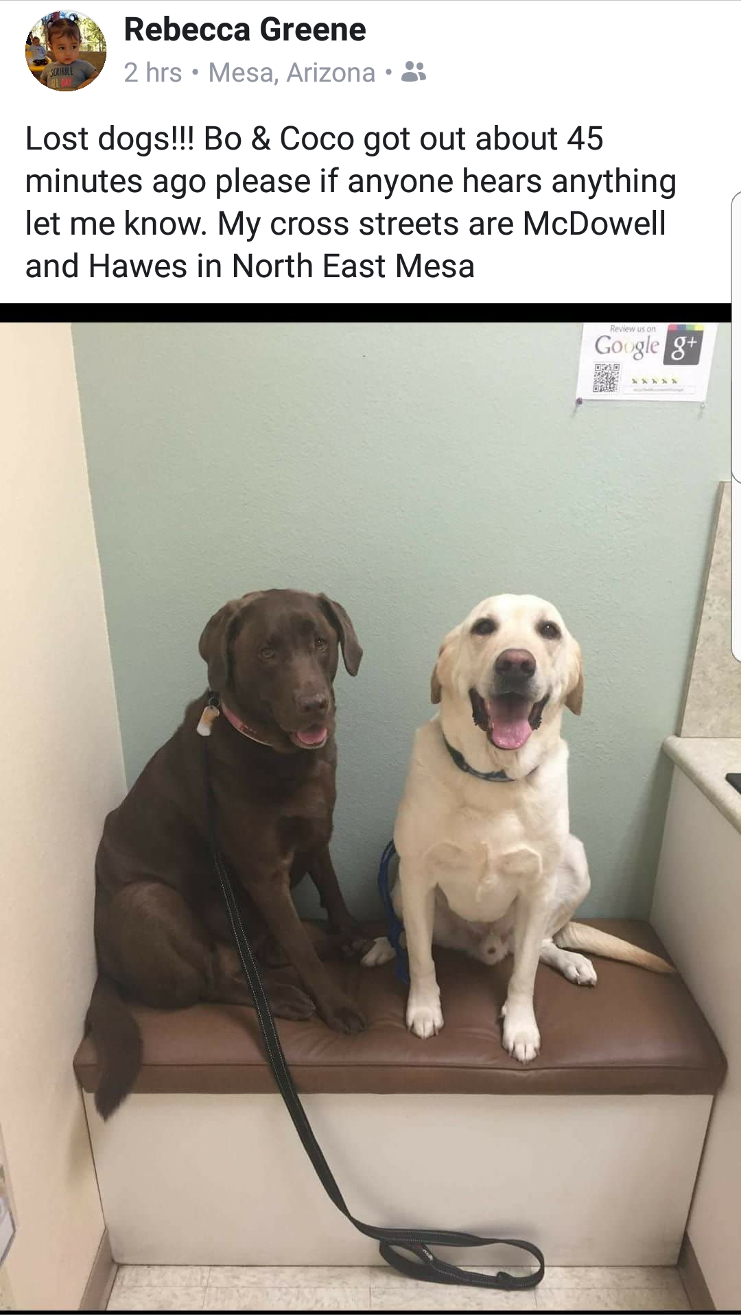 Image of Bo and coco, Lost Dog