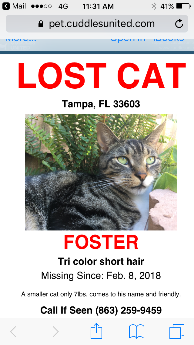 Image of Foster, Lost Cat