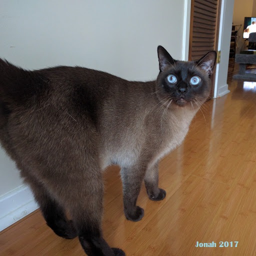 Image of Jonah, Lost Cat