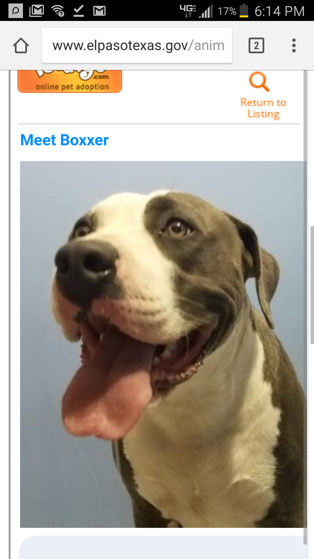 Image of Boxxer, Lost Dog
