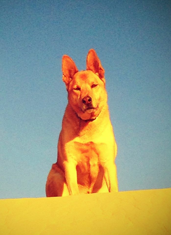 Image of Flash, Lost Dog