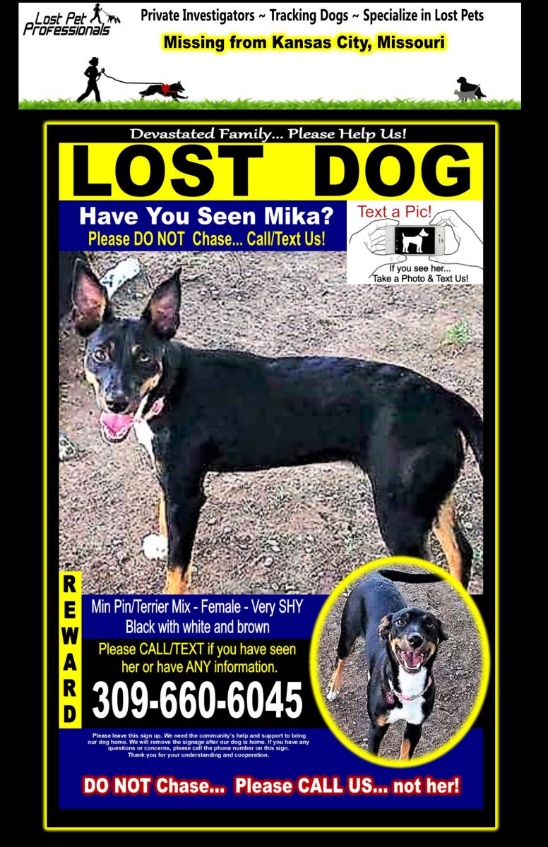 Image of Mika, Lost Dog