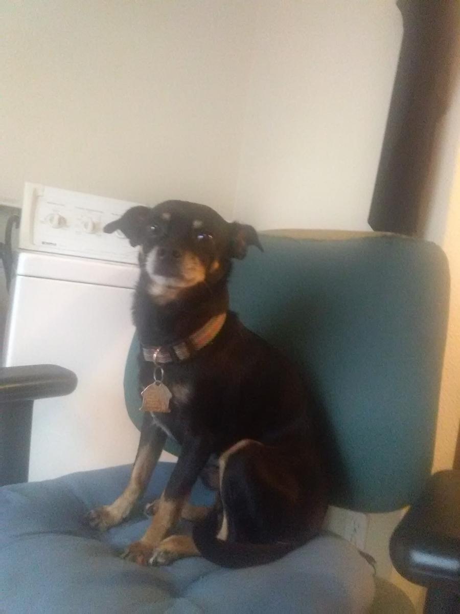Image of Cesar, Lost Dog