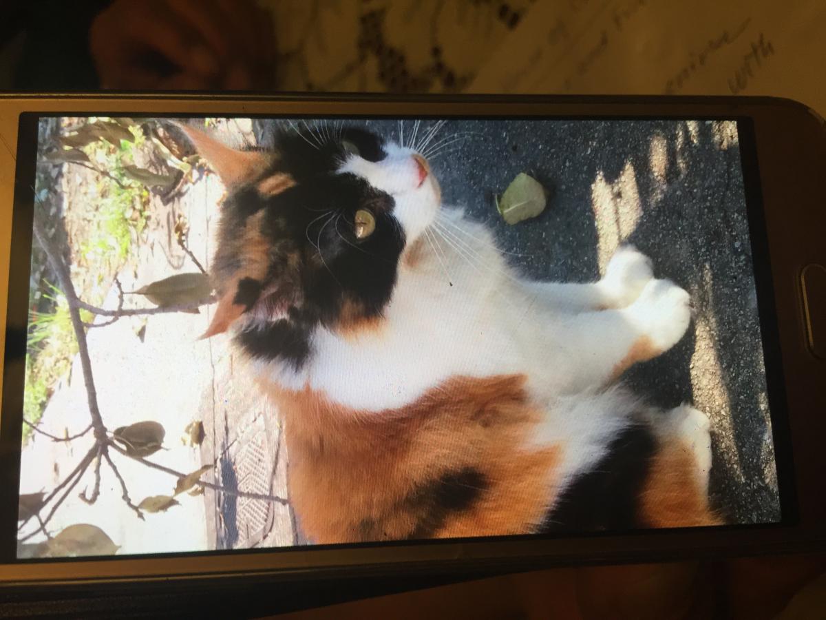 Image of Brigette, Lost Cat