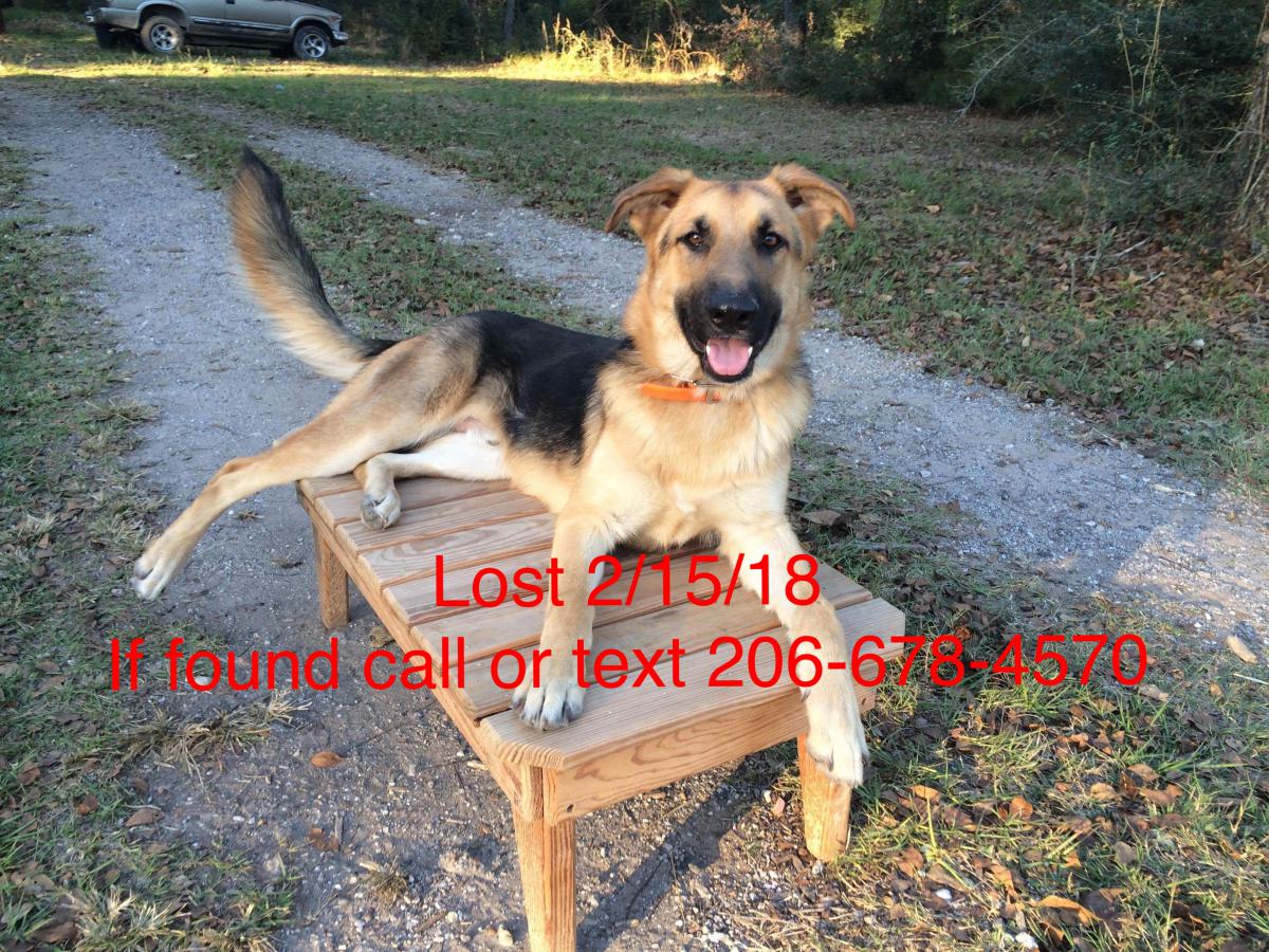 Image of Harvey, Lost Dog