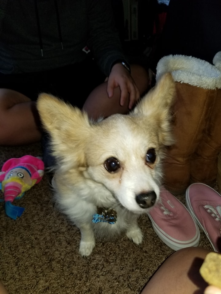 Image of Polly Stockings, Lost Dog