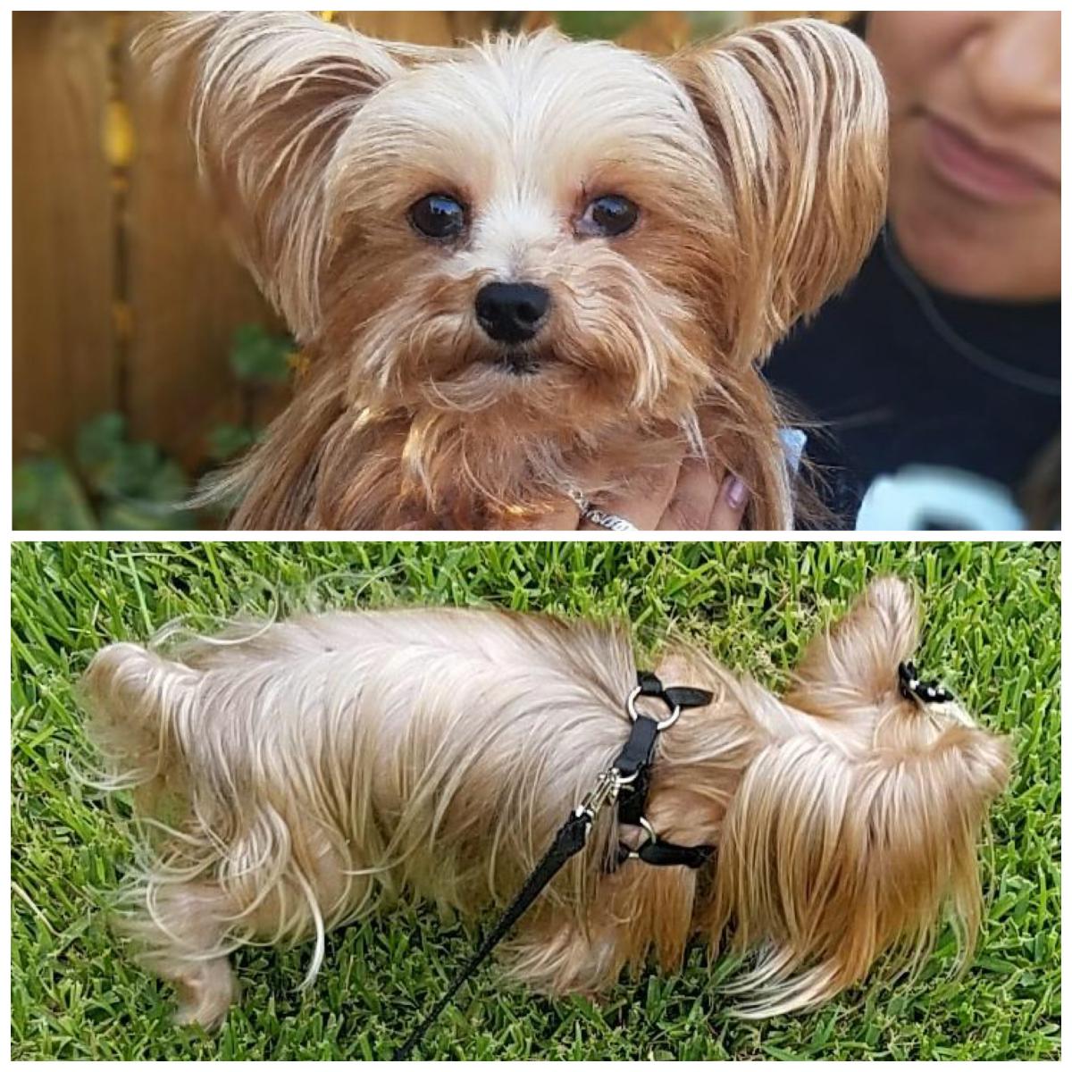 Image of Chubacca, Lost Dog