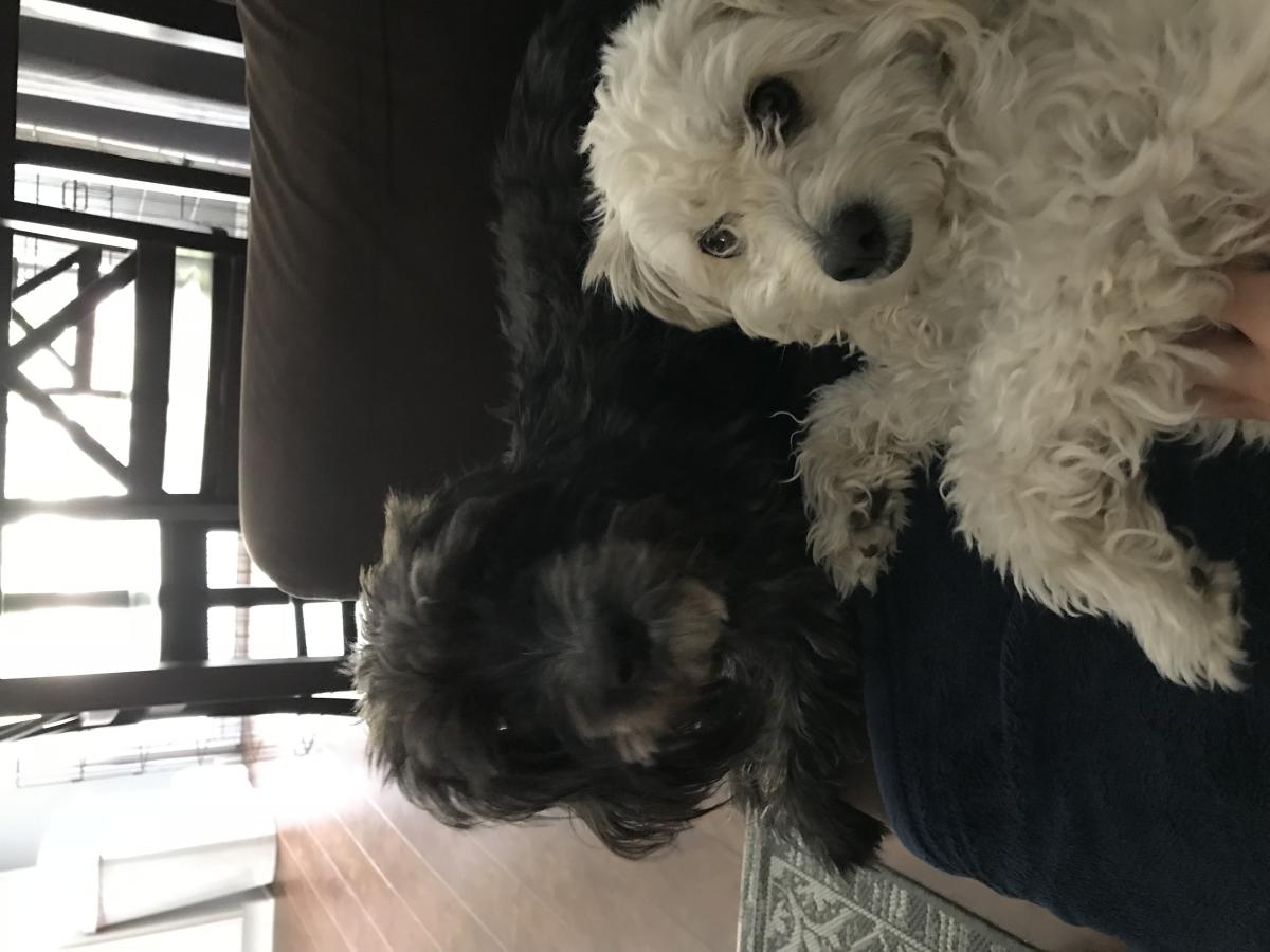 Image of Milo and Louie, Lost Dog