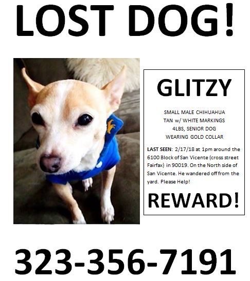 Image of Glitzy, Lost Dog