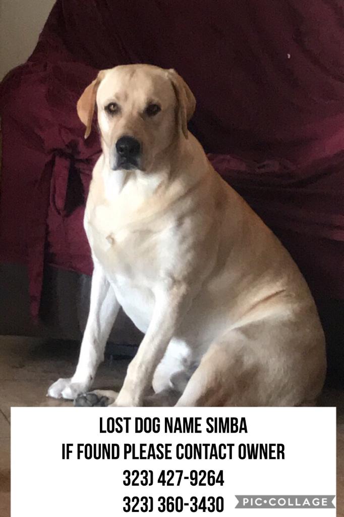 Image of Simba, Lost Dog