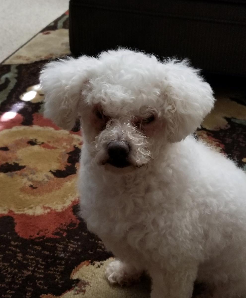 missing dog teddy