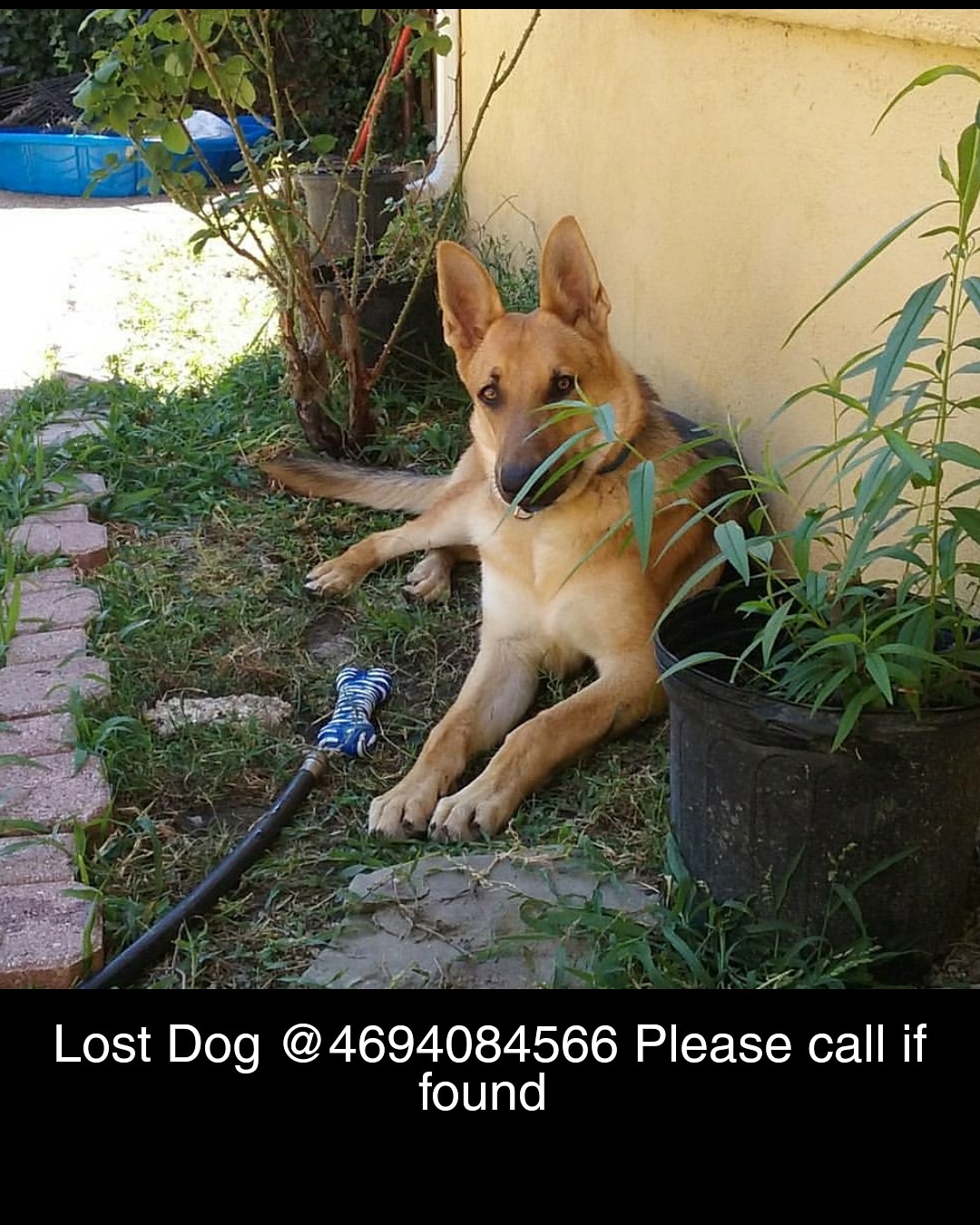 Image of sultan, Lost Dog