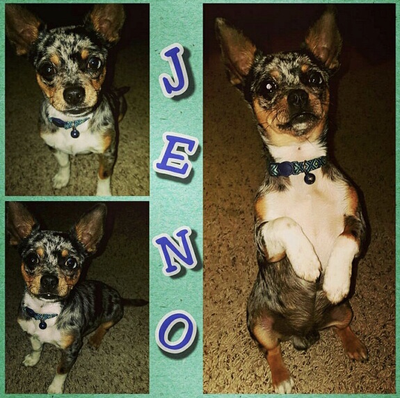 Image of Jeno, Lost Dog