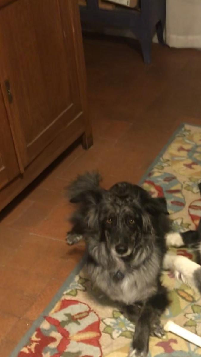 Image of Braelyn, Lost Dog