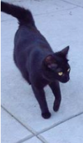 Image of Serrano, Lost Cat