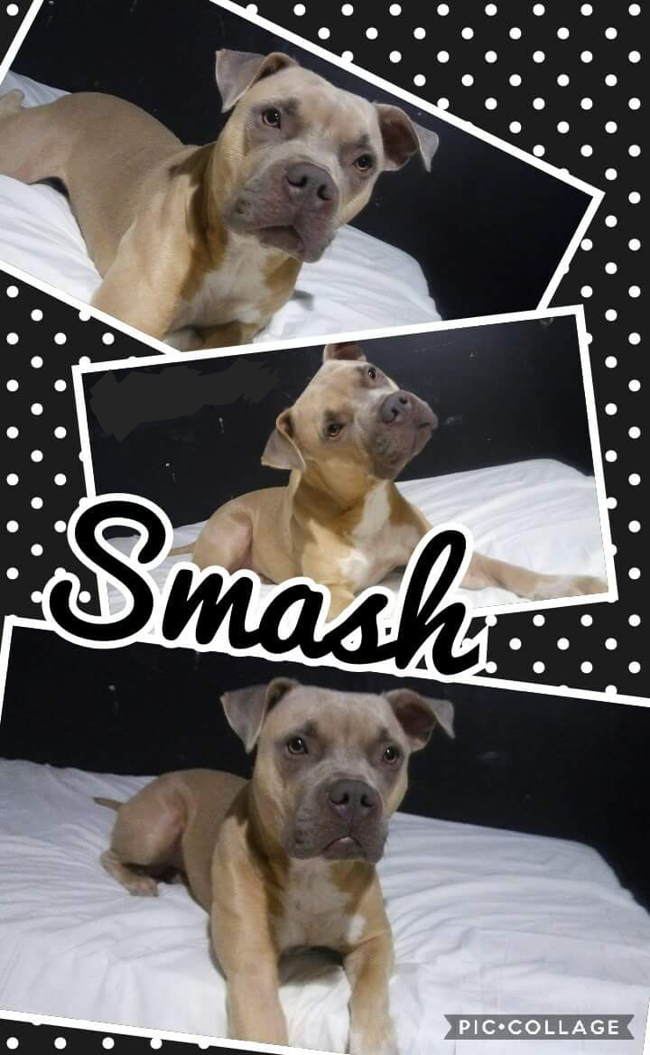 Image of Smash, Lost Dog