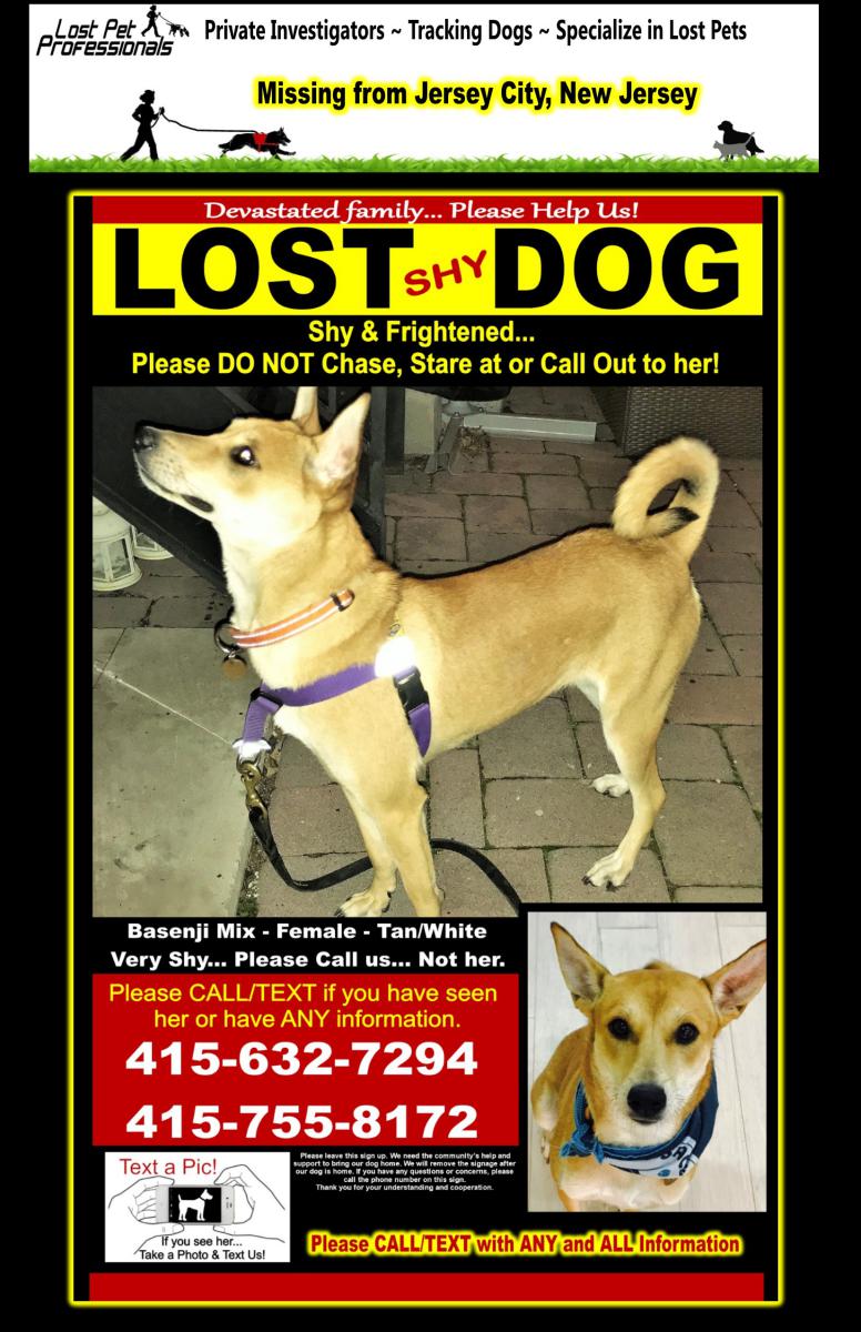 Image of Louly, Lost Dog