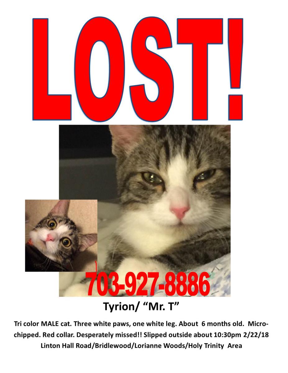 Image of Tyrion (, Lost Cat
