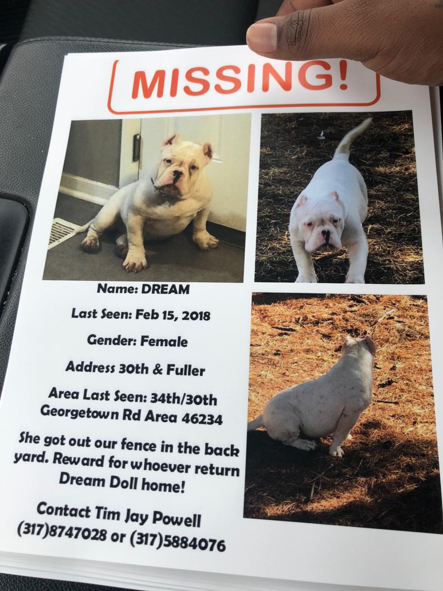 Image of Dream, Lost Dog