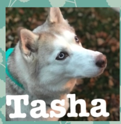 Image of Tasha, Lost Dog