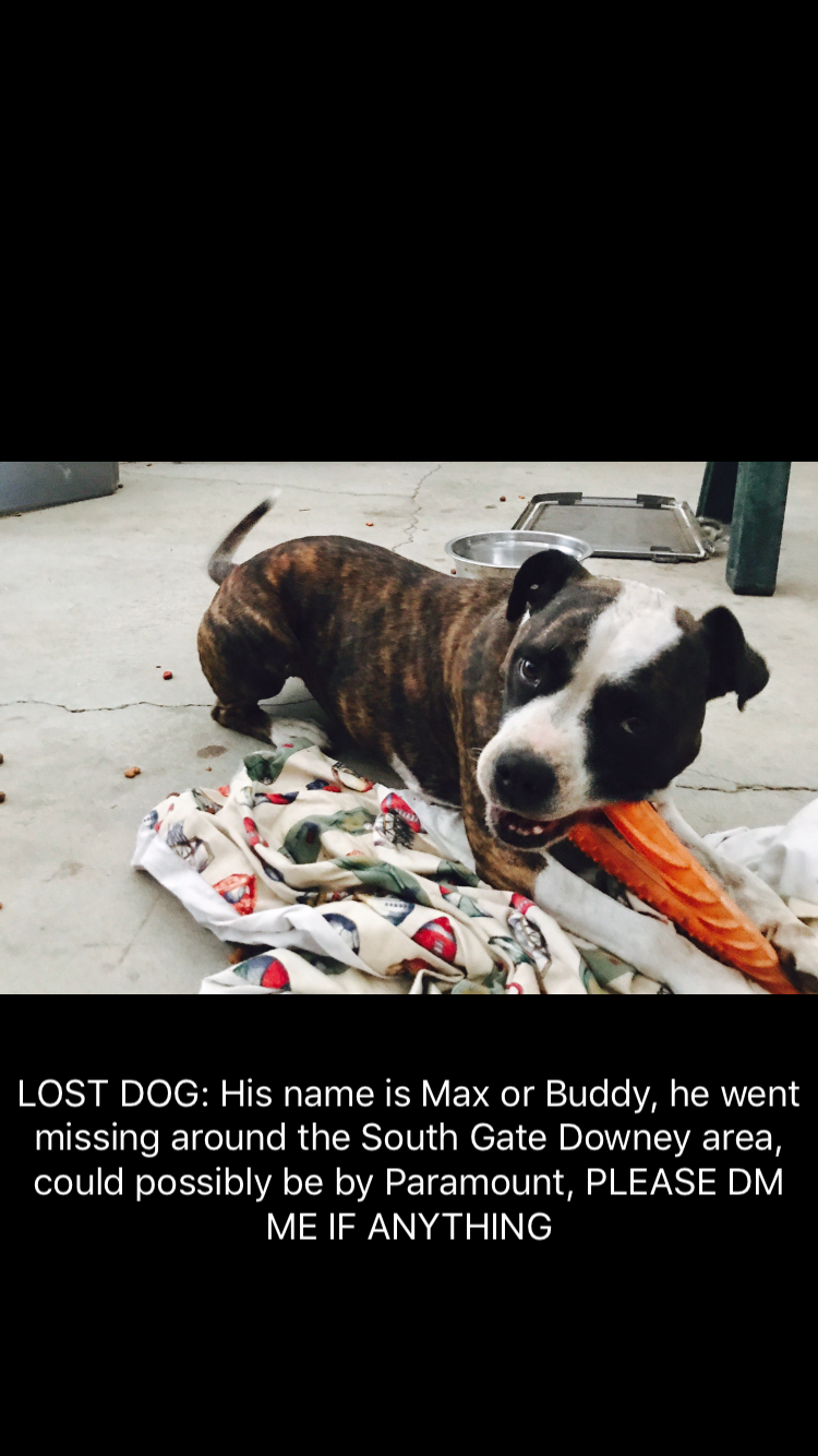 Image of Max Torres, Lost Dog