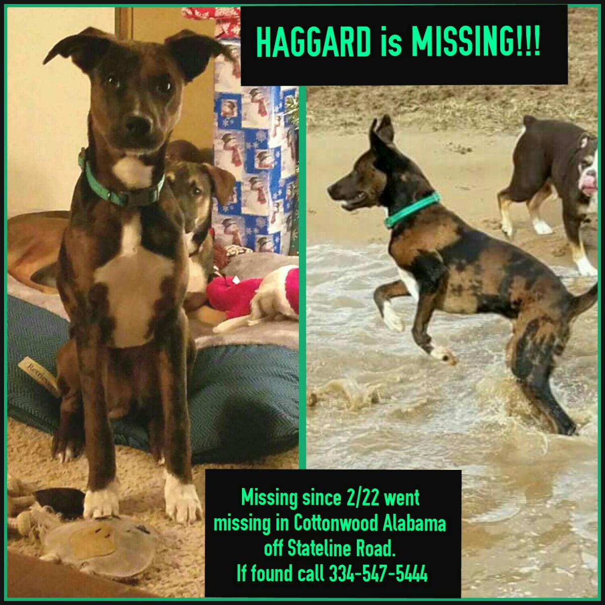 Image of Haggard, Lost Dog